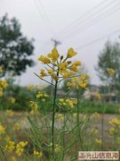 白雀开锁换锁 管道疏通 安装光伏路灯